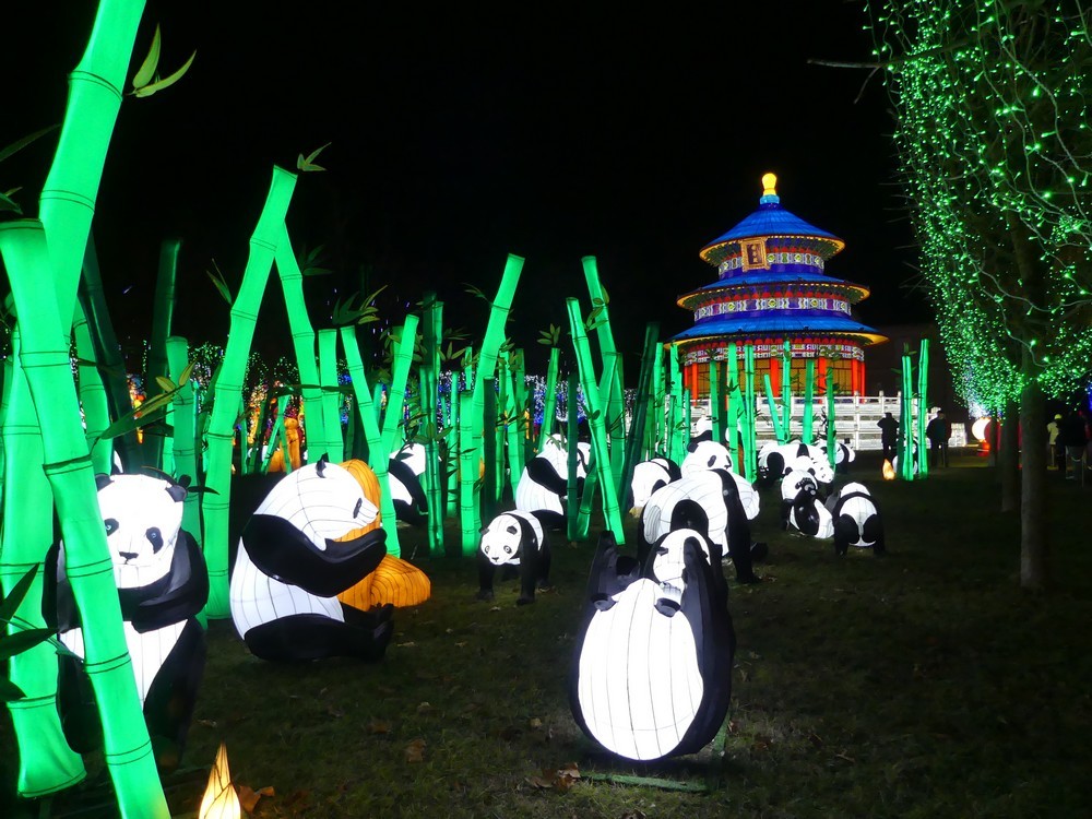 Les pandas, au Festival des lanternes chinoises à Gaillac...