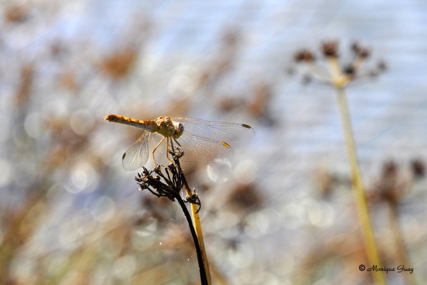 gomphus-tres-commun-2066.jpg