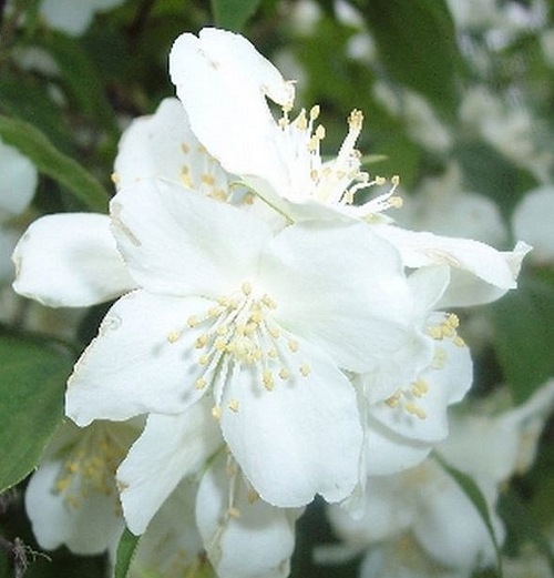 Fleurs cultivées : Seringat