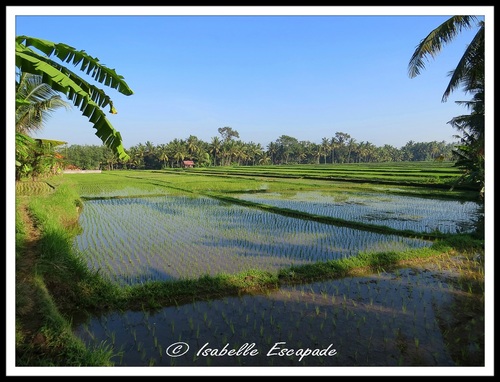 06 Août 2014 - Ubud... les rizières toujours trop belles...