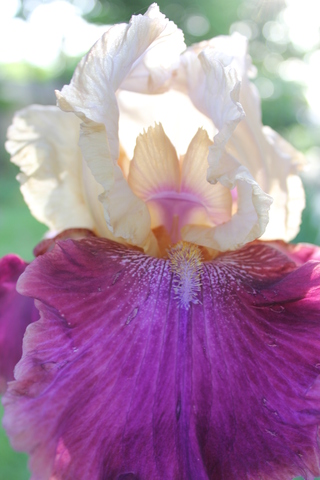 Iris chamois sur violet rosé 'Jazz festival' de Bourdillon, remontant et parfumé