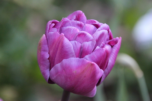 Tulipes Blue Diamond