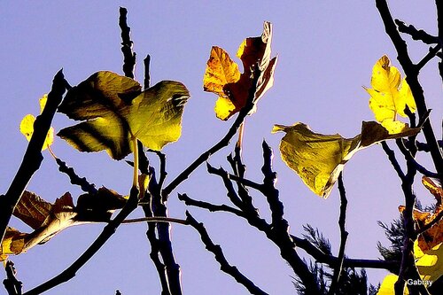 Feuilles des arbres en automne