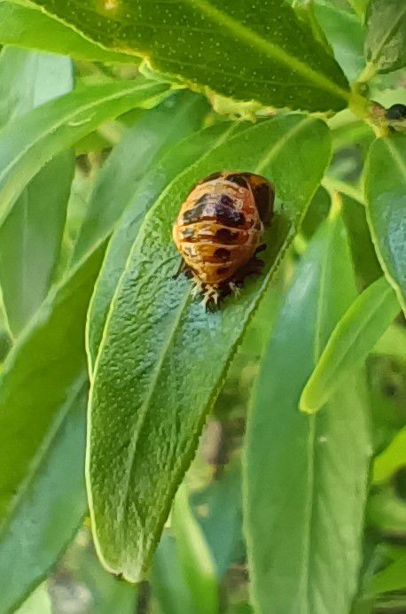 Petits insectes sur mes plantes - juillet 2024...