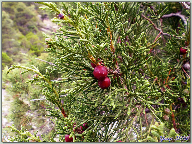 Randonnée au Congost de Mont-Rebei : Genévrier thurifère (Juniperus thurifera) - Espagne