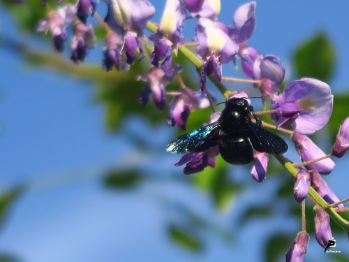 abeille charpentière ou xylocope (Xylocopa violacea)