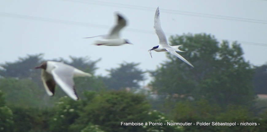 Noirmoutier Les oiseaux du polder Sébastopol Mai 2019