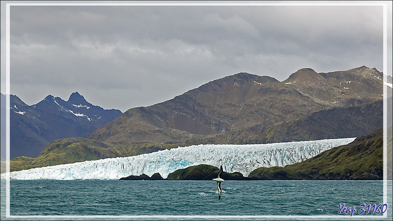 Vues sur quelques glaciers et gros névés - Géorgie du Sud