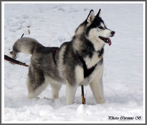 Huskys à la neige (20 décembre 2017)