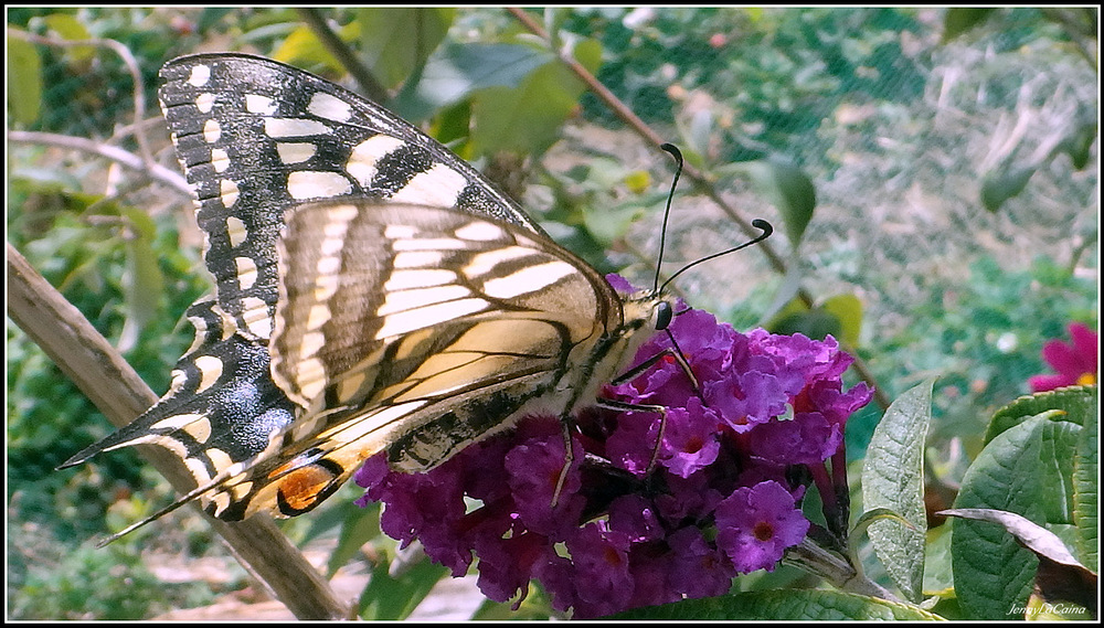 Mini voilier - Le Machaon