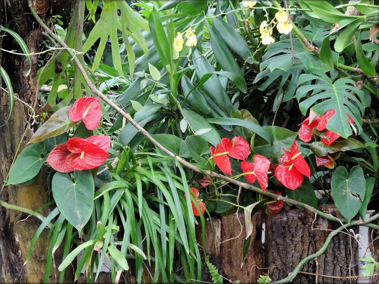 Photos d'anthurium rouge de la serre exotique
