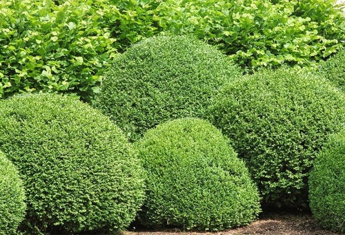 Buis Buxus Art topiaire (Gamm vert).jpg