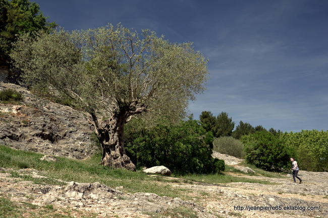 2015.05.10 Castillon sur Gard, Pont du Gard (Département du Gard)