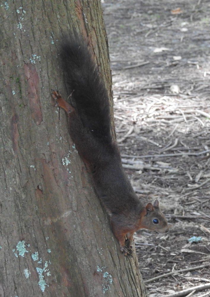 Les écureuils de la Pointe des Vergnes, à Soustons...