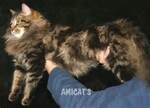 Le Maine Coon, le "Doux géant".