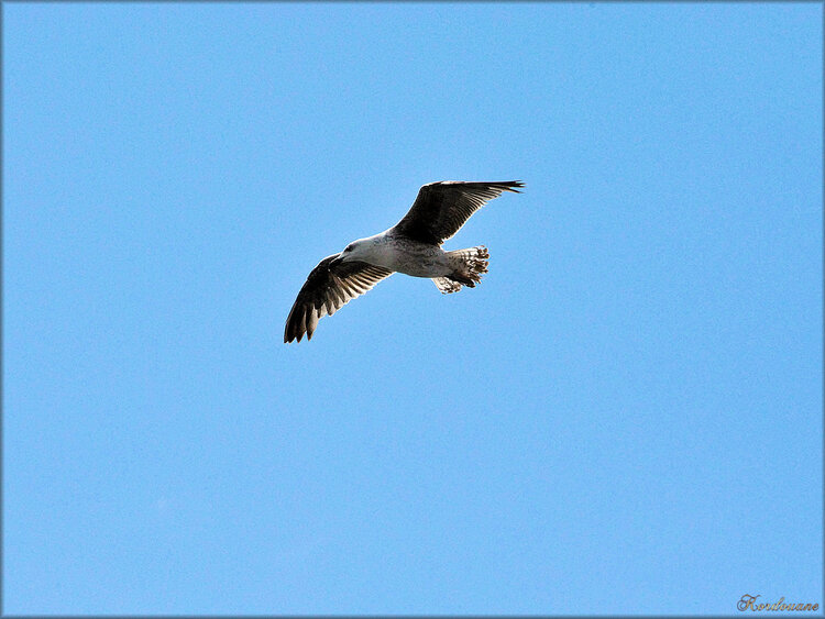 Mouettes et Goélands au port de l'Herbaudière (Noirmoutier)