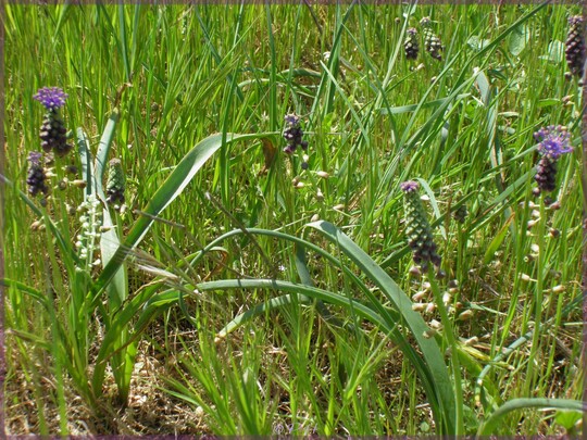 Muscari à toupet