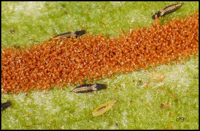 Heliothrips haemorrhoidalis.