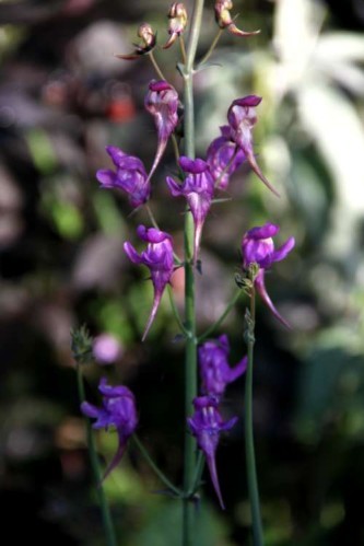 Linaria triornithophora4