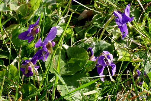 Des fleurs de mon jardin !