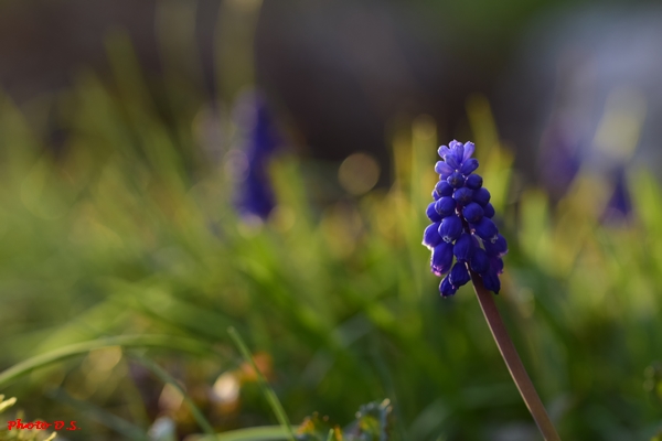 De superbes fleurs photographiées par D.S.