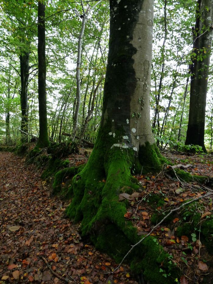 Département de la Mayenne 2ème partie