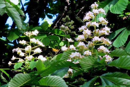 Jolies fleurs du marronnier 