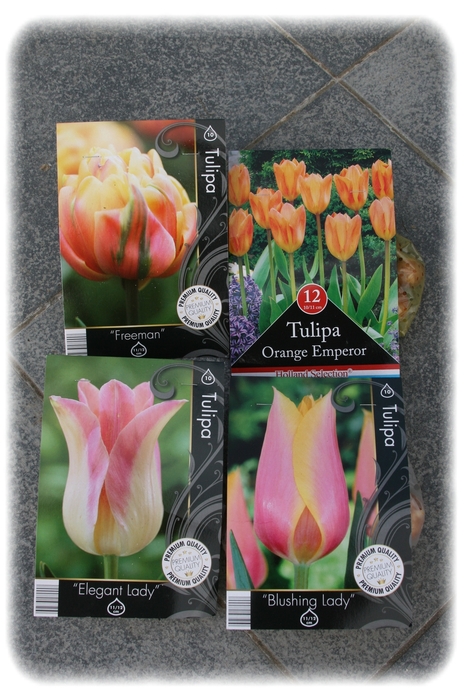 Tulipes