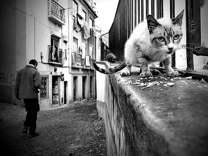 06 - Des chats dans la rue