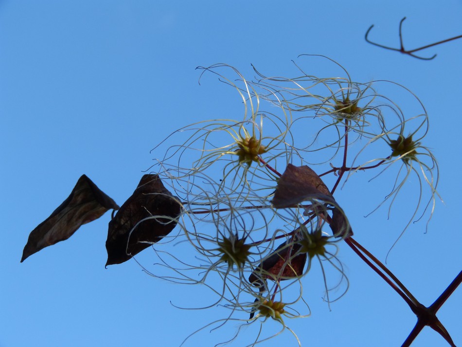 Trésors d'automne chez Anniclick