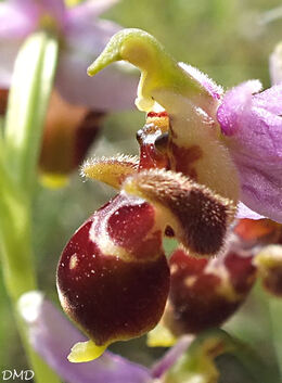 Ophrys scolopax - ophrys bécasse