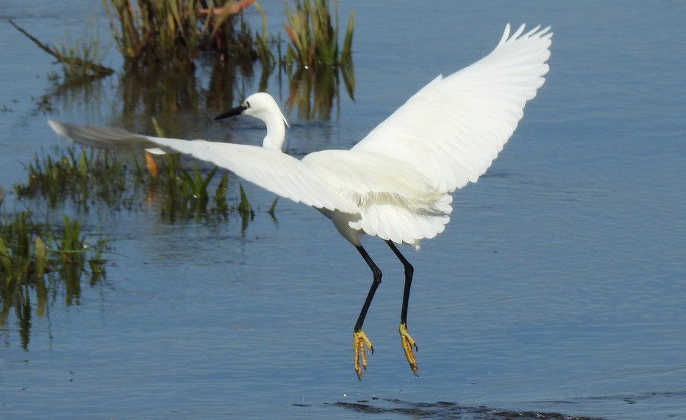 Aigrette garzette - mai 2024...