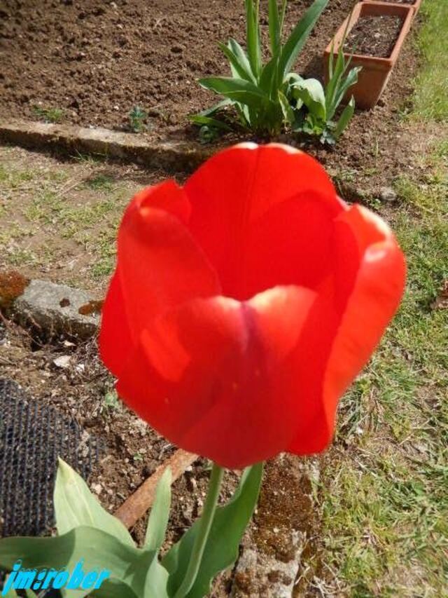 Le Jardin et la culture de la tulipe   