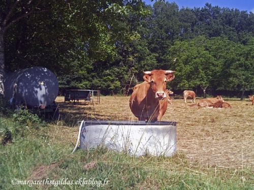 Nos amies les vaches - Our friends the cows