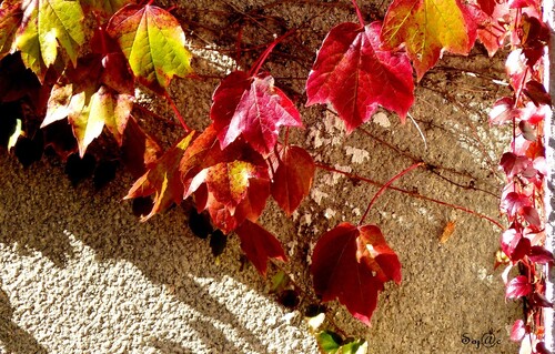 c'est l'automne...