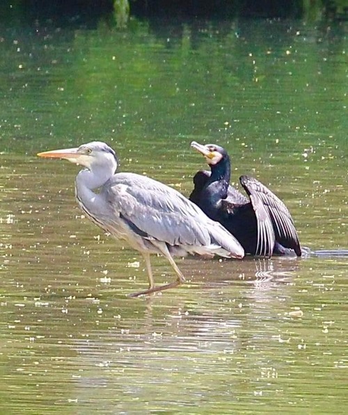 du coté des bords de marne ... un dimanche au bord de l'eau tralalala .... 