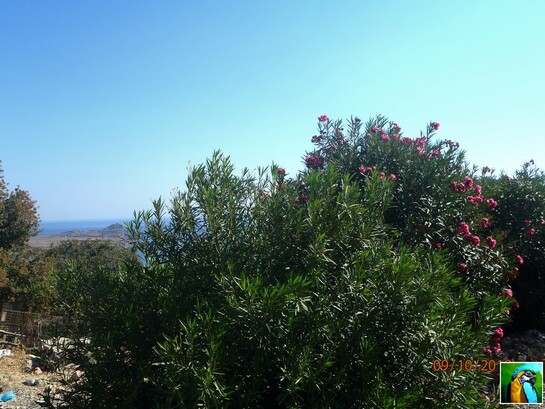 Rhodes : Octobre 2018 : Lindos 2/2