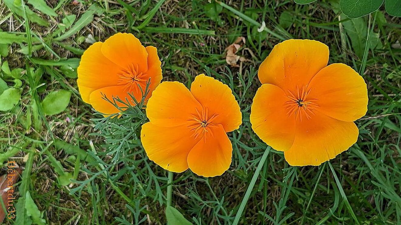 Nos fleurs du jardin 