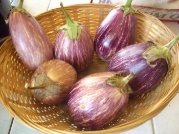 MINIES AUBERGINES*