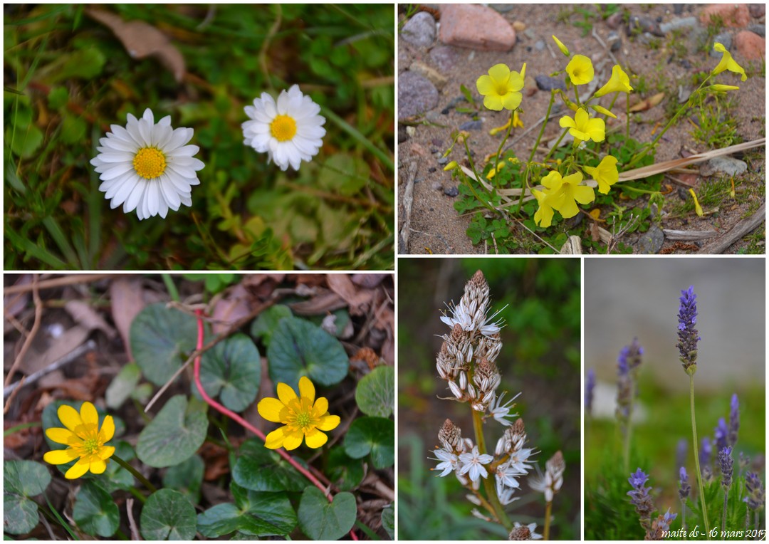 Première petites fleurs 2015