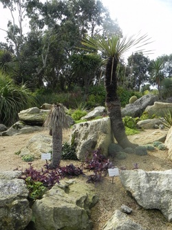 Les plantes grasses & cactus  au  jardin de Roscoff 