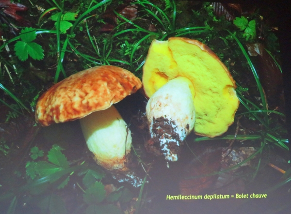 Les dernières espèces de  champignons récoltés en décembre 2022, par les membres de la Société Mycologique du Châtillonnais  ont été nombreux...
