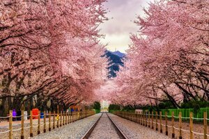 story life trains cherry blossooms 