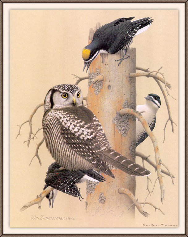 鸟类的艺术家齐默尔曼，阿尔伯特