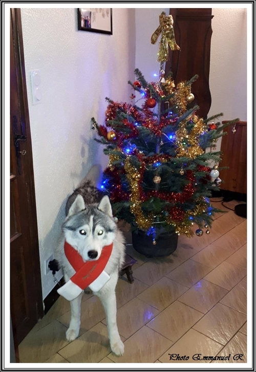 Huskys de Noël (6 décembre 2019)