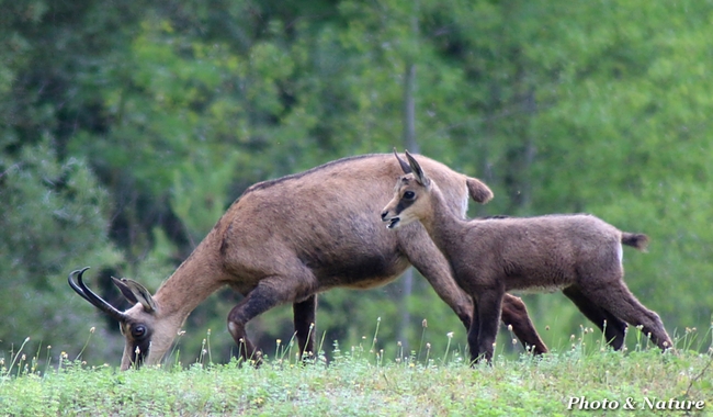 Le Chamois