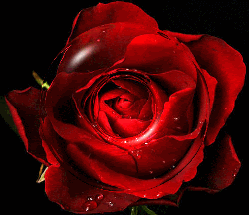 Belles images de roses 