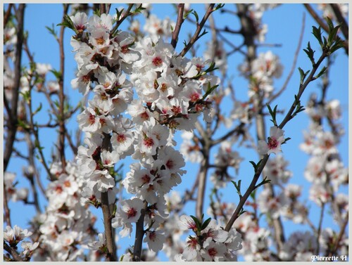 Les amandiers en fleurs