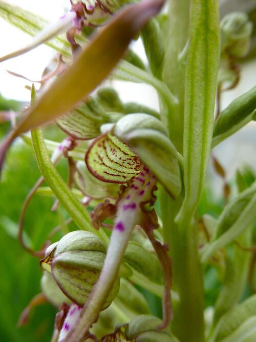 UNE ORCHIDÉE: Laroglosse bouc-Himantoglossum hircinum!