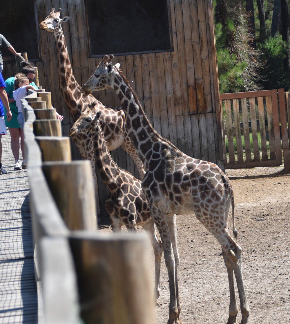 Les girafes du Zoo de La Teste - août 2024...